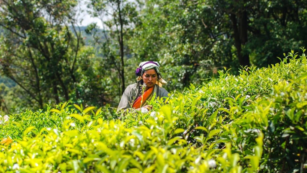 Nuwara-Eliya